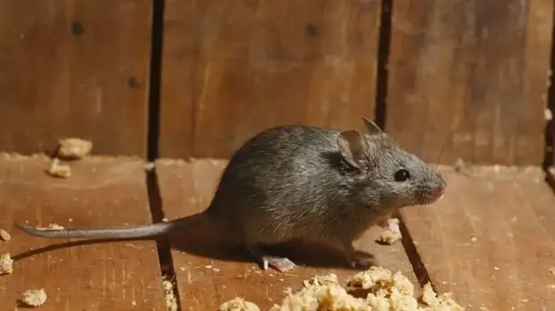Как защитить огород от мышей, не прибегая к химии