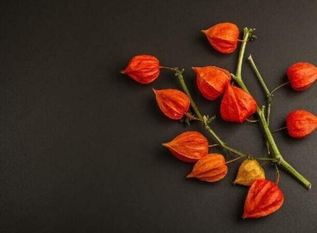 25 растений, с которыми нужно быть предельно осторожными