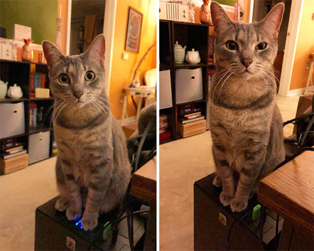 Lost About 40 Minutes Of Work Just Now. PSA: If You Have A Cat, Don’t Buy A Computer Case With An Upward-Facing Power Button