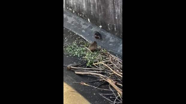 Обезьянка-сирота Панч нашёл подружку — она оказалась такого же цвета, что и его плюшевая игрушка, которая заменяла малышу маму.