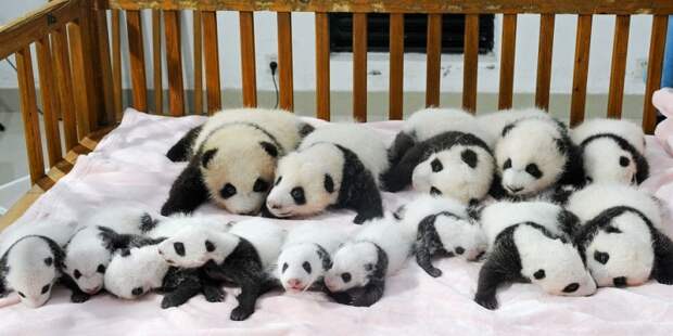 Детский сад для маленьких панд в Китае. Фото