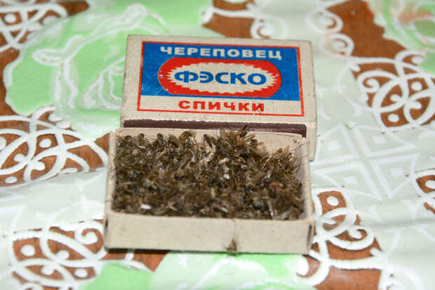 Мифы из СССР, в которые вы верили.