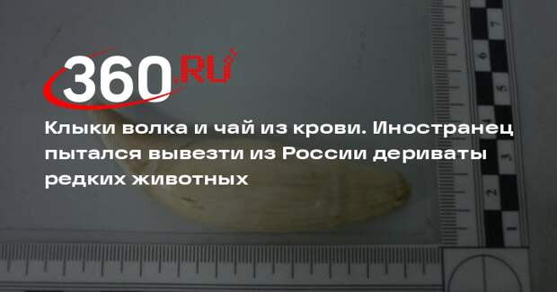 В Забайкалье таможенники обнаружили туриста с клыками зверей и чаем из их крови