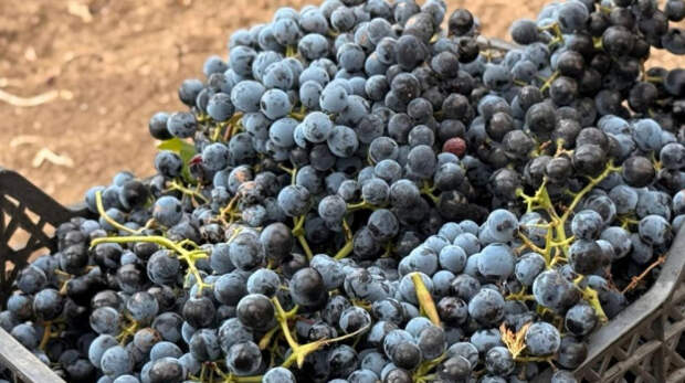 В 2026 году на субсидии в отрасли крымского виноградарства и виноделия выделят 931 млн рублей