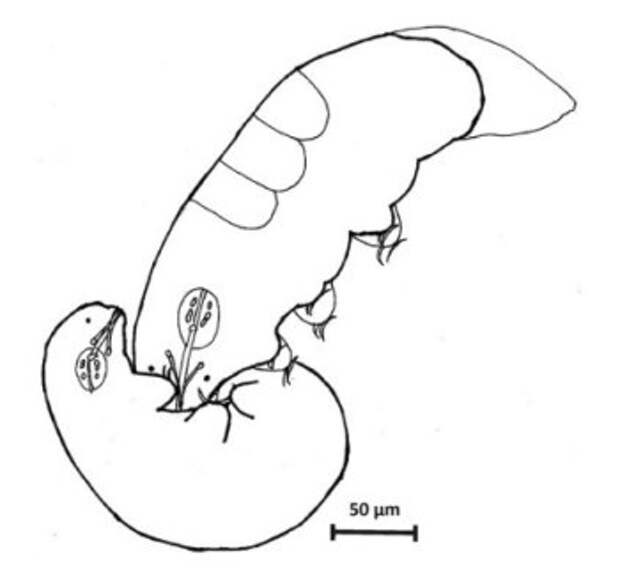 tardigrade-sex