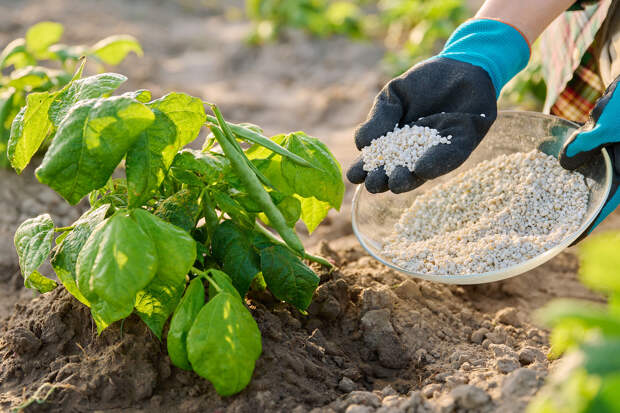 Россиянам рассказали о запрещенных для обработки дачного участка удобрениях