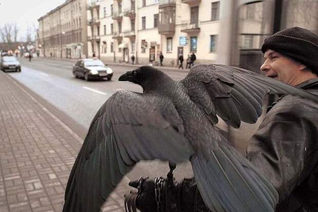 История дружбы Алексея и ворона Жоры manraven02 История дружбы Алексея и ворона Жоры