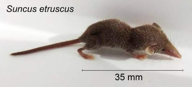 В Южной России нашли самое крошечное в мире млекопитающее — карликовую многозубку