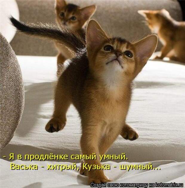 Смешная котоматрица
