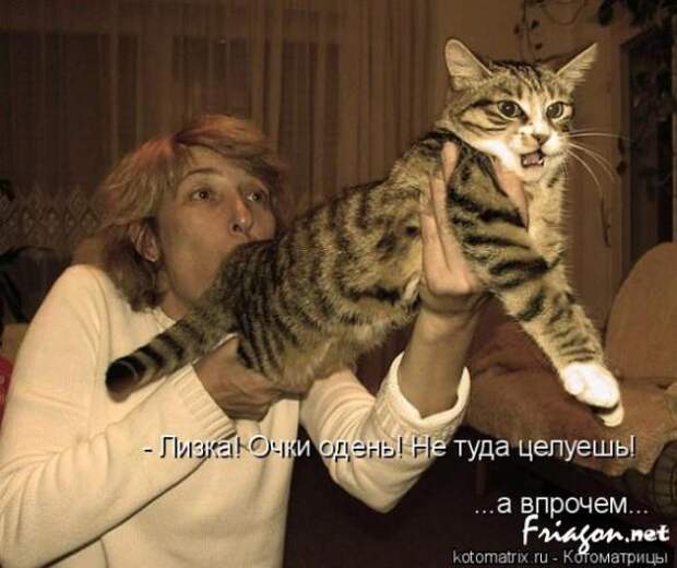 Котоматрица про Любовь