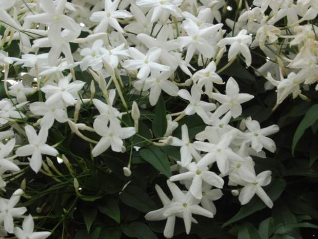 Жасмин многоцветковый (Jasminum polyanthum) Жасмин многоцветковый (Jasminum polyanthum)