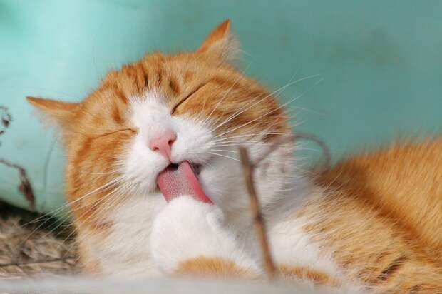 Кошка/pixabay.com