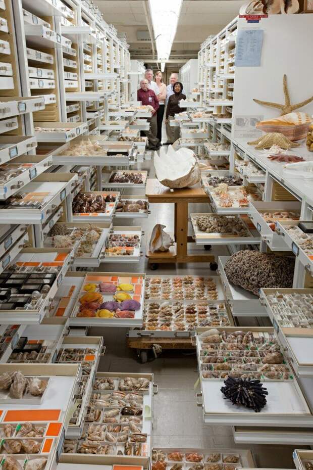 Масштабы, потрясающие воображение: тайные коллекции Американского музея естественной истории