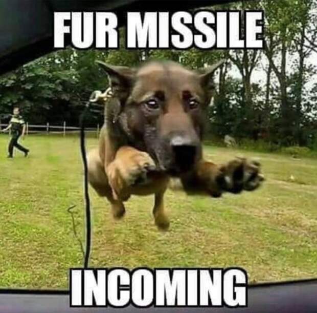 service dog memes always bring out the smiles 14 Service dog memes always bring out the smiles (40 Photos)