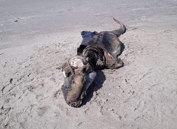 На пляж Уэльса выбросило останки странного существа с длинным хвостом как у змеи