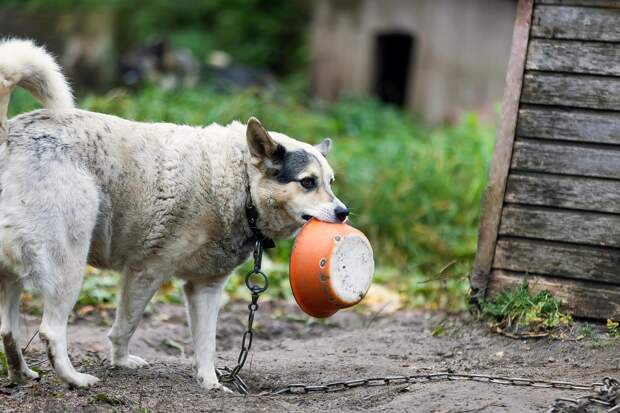 Минюст собрался ликвидировать российскую зоозащитную организацию
