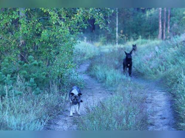 В монастыре Атамановки рассказали о роли хозяев в воспитании собак