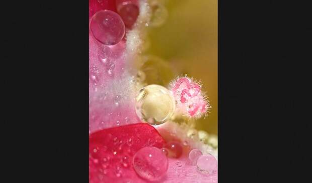Победители ежегодного фотоконкурса Focus on Nature