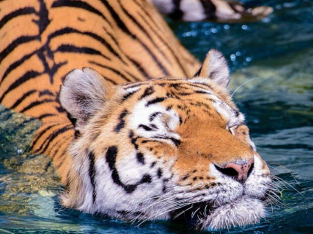 Животное-покровитель 2022 года: что важно знать о Тигре...