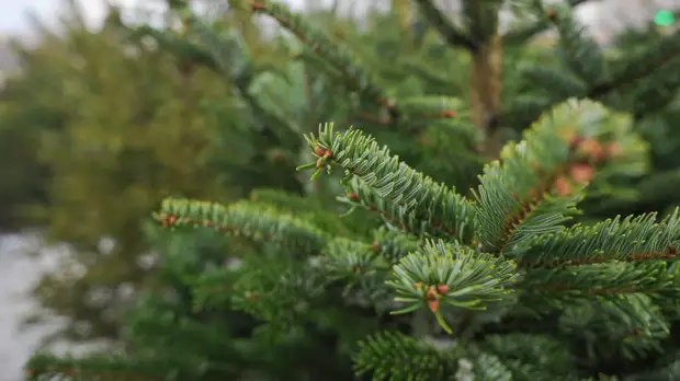В Подмосковье рассказали о работе ёлочных базаров