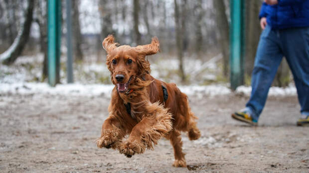 За год в столице открыли 25 площадок проекта "Питомцы в Москве"