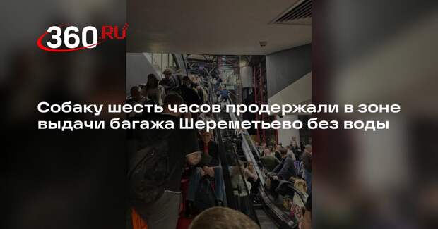 Собаку шесть часов продержали в зоне выдачи багажа Шереметьево без воды