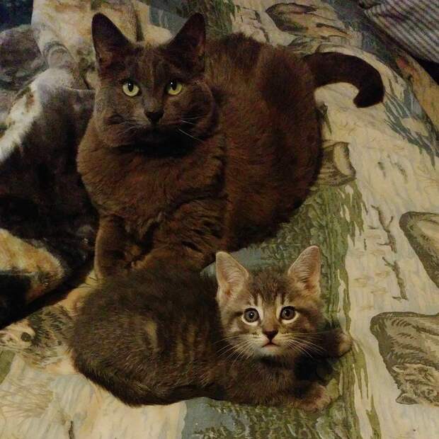 Без кота и жизнь не та