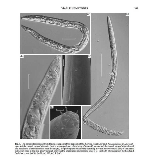 Всего было проанализировано около 300 доисторических червей и в двух случаях нематоды оказались жизнеспособны в мире, мамонт, наука, оживили, открытие, ученые