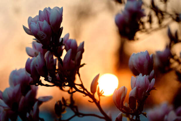 Весна за окном