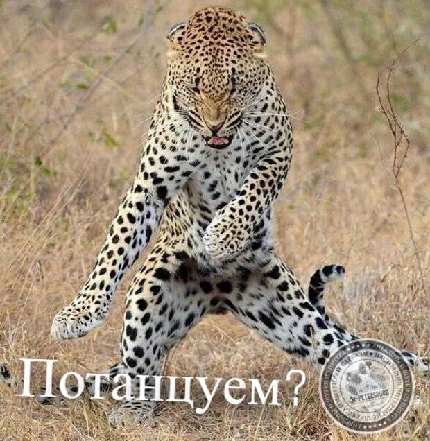 Потанцуем