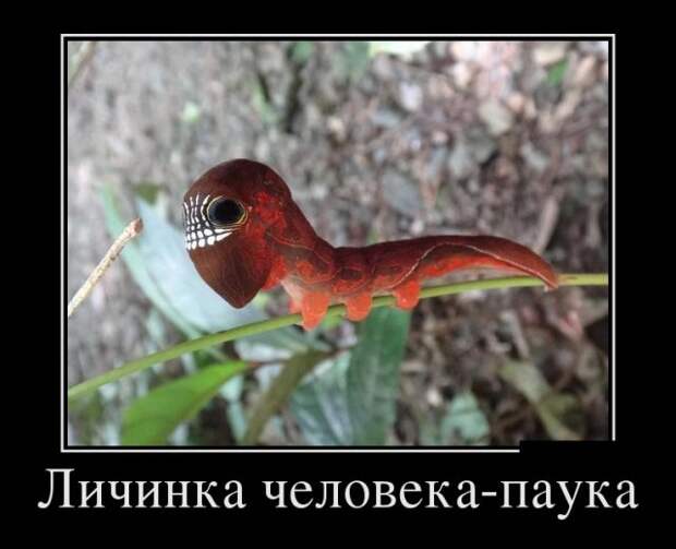 Демотиваторы (30 фото)