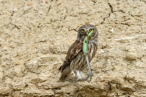 Автор фото Владимир Кучеренко