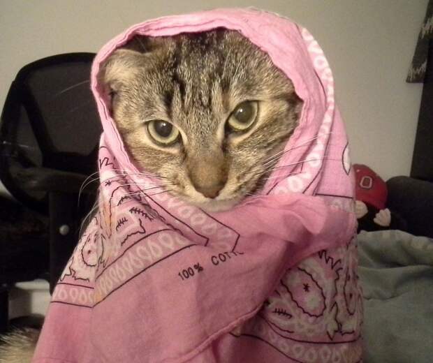 Смешные и забавные кошки