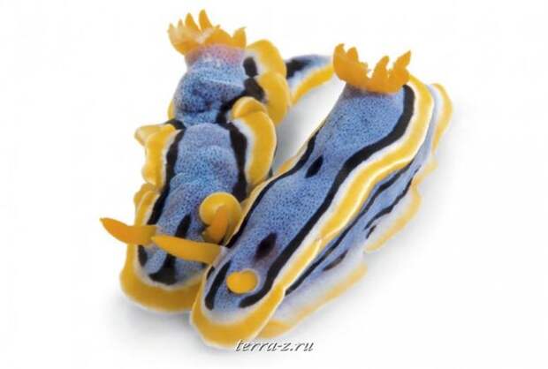 522-990x669_a Эта разновидность голожаберного моллюска Chromodoris annae компенсирует свой крошечный размер яркой контрастирующей окраской, которая предупреждает хищников о ядовитых токсинах. Размер 2 см