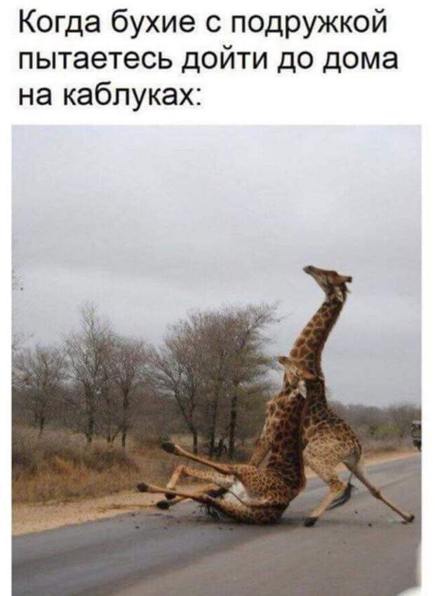 Животный мир