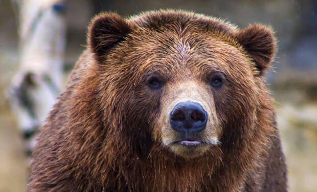 Медведь вышел из тайги к деревенским садам. Сибиряк не убежал, а попросил не вытаптывать черемшу