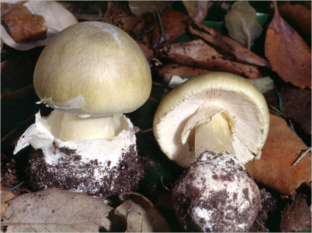 Фото №7 - Фунги сапиенс: почему грибы куда умнее и хитрее, чем мы думали