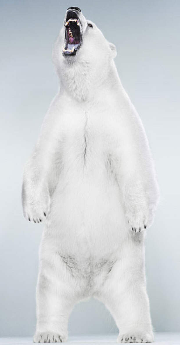 Ми-ми-мишки