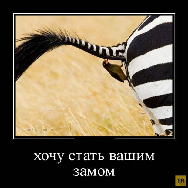 Подборка демотиваторов 3. 10. 2014 (32 фото)
