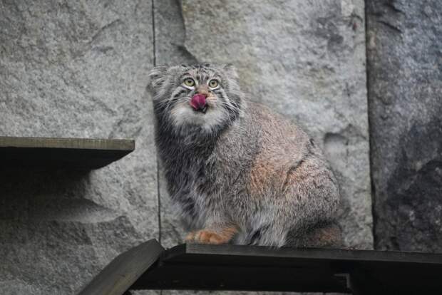 Манул Тимофей начал худеть к лету