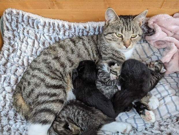 Родительские будни из животного мира на снимках