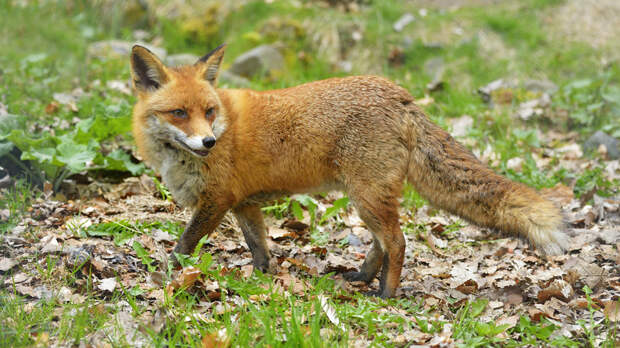 Специалист Бурмистров: популяция лисиц в Москве стала достаточно обширной