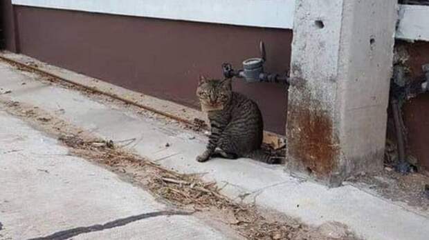 Эта история о коте, который внезапно пропал, едва не доведя своего хозяина до нервного срыва