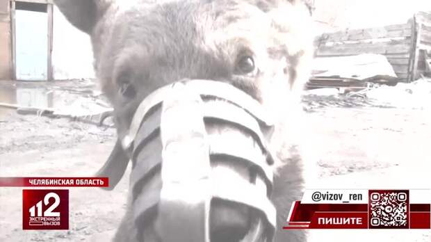 Спасенный из тесной клетки медведь Степан обживается в парке "Зюраткуль"