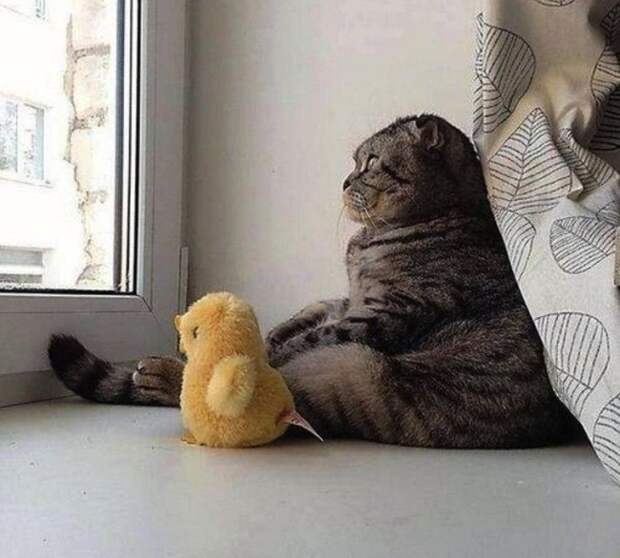 30 фотографий, которыми коты могут гордиться