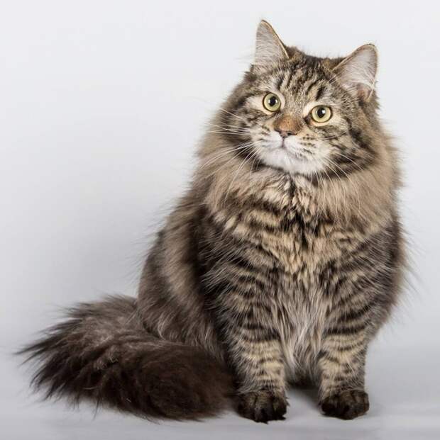 Сибирская кошка