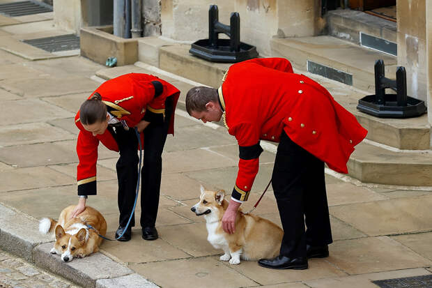 Любимых корги королевы Елизаветы II хотели клонировать и продавать
