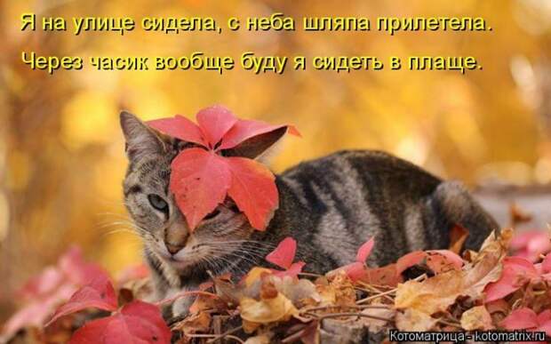 Лучшие котоматрицы недели