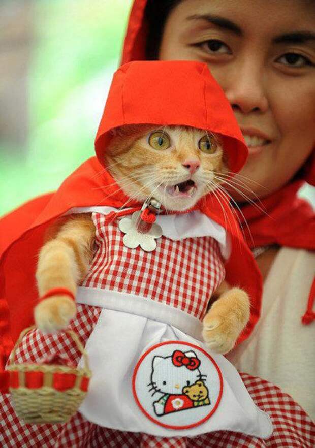 Котики