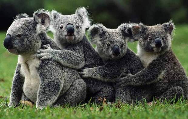 Самые удивительные факты о коалах